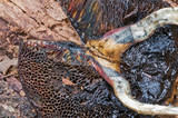 Boletellus emodensis image