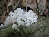Tremella fuciformis image