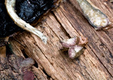 Boletellus emodensis image
