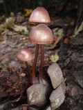 Mycena seynesii image