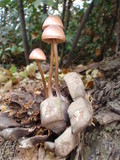 Mycena seynesii image