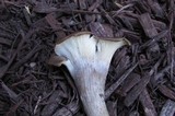 Hohenbuehelia petaloides image
