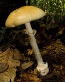 Amanita velatipes image