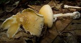 Amanita velatipes image