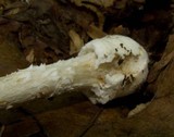 Amanita velatipes image