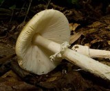 Amanita velatipes image