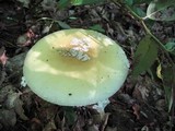 Amanita velatipes image