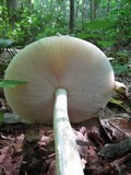 Amanita velatipes image