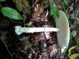 Amanita velatipes image