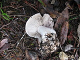 Tricholoma atroviolaceum image