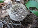 Amanita onusta image