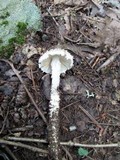 Amanita onusta image