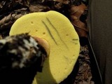 Boletochaete bicolor image