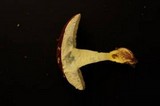 Boletochaete bicolor image