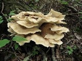 Bondarzewia berkeleyi image