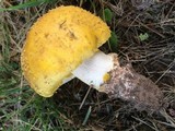 Amanita flavorubens image