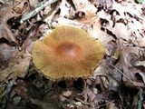 Cortinarius corrugatus image