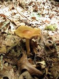 Cortinarius corrugatus image