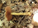 Cortinarius corrugatus image