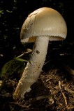 Amanita whetstoneae image