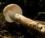Amanita whetstoneae image