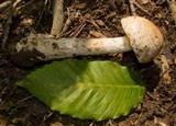 Amanita whetstoneae image
