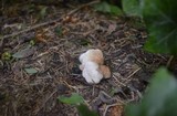 Onnia tomentosa image