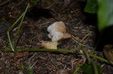 Onnia tomentosa image