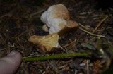 Onnia tomentosa image
