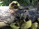 Entonaema liquescens image