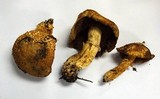 Stropharia kauffmanii image