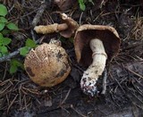 Stropharia kauffmanii image