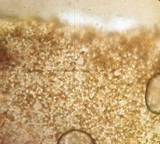 Stropharia kauffmanii image