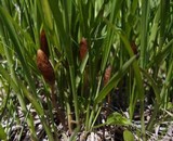 Galeropsis polytrichoides image