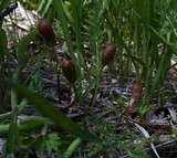 Galeropsis polytrichoides image
