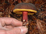 Boletus zelleri image