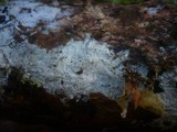 Amphinema byssoides image