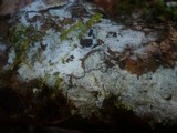 Amphinema byssoides image