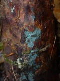 Byssocorticium atrovirens image