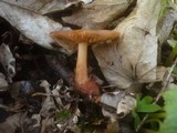 Gymnopus nivalis image