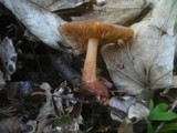 Gymnopus nivalis image