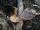 Gymnopus nivalis image