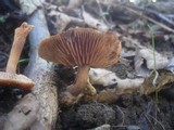 Gymnopus nivalis image