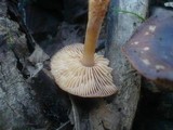 Gymnopus nivalis image