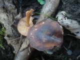 Gymnopus nivalis image