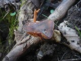 Gymnopus nivalis image