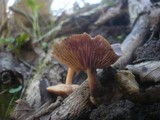 Gymnopus nivalis image