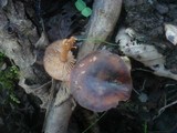 Gymnopus nivalis image
