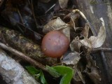 Gymnopus nivalis image