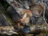Gymnopus nivalis image